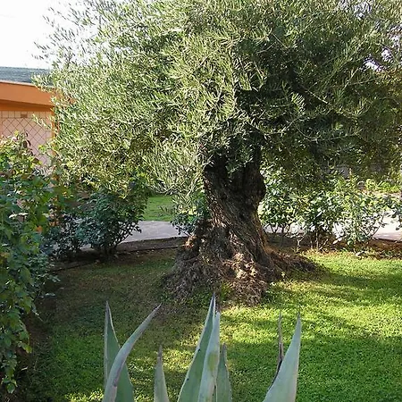 Al Vecchio Olivo フラスカティ