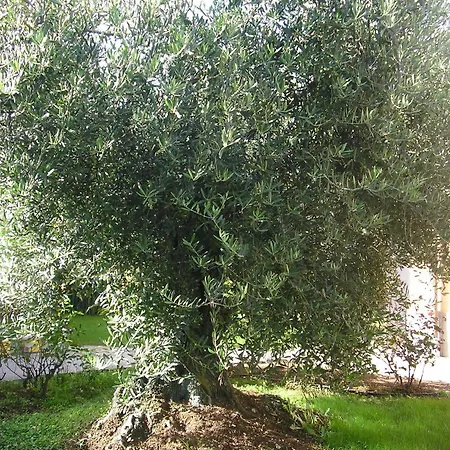 Al Vecchio Olivo פראסקאטי